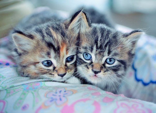 Забавные фото котеек