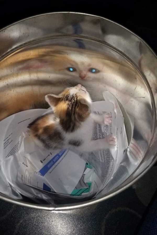 Эти забавные животные