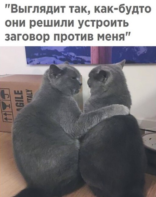 Картинки и мемы для настроения 009