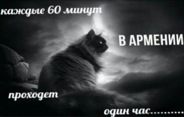 Картинки с котами и про котов
