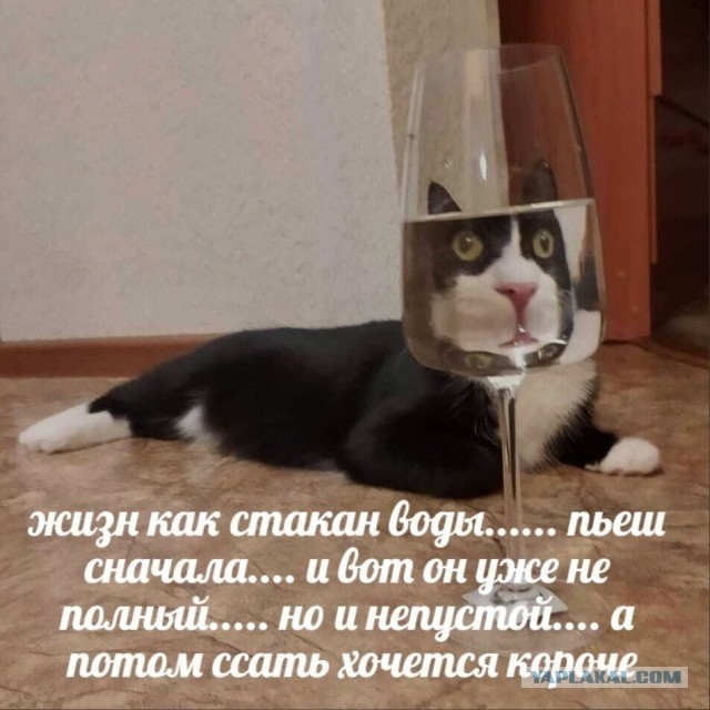 Весёлый полтишок 06.01