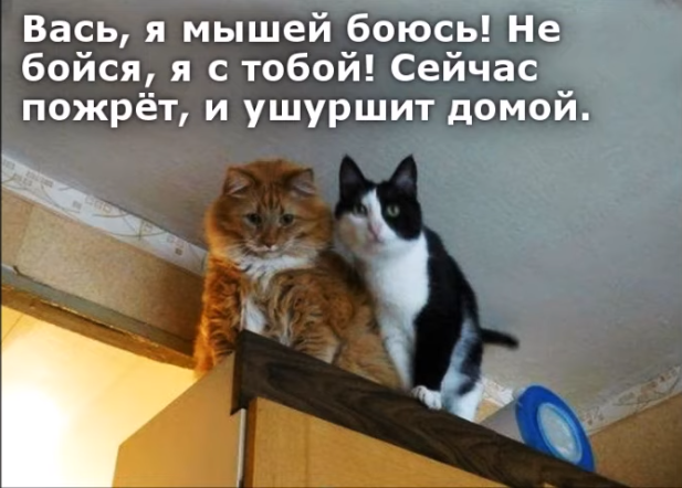 Картинки и мемы. Выходные близко...