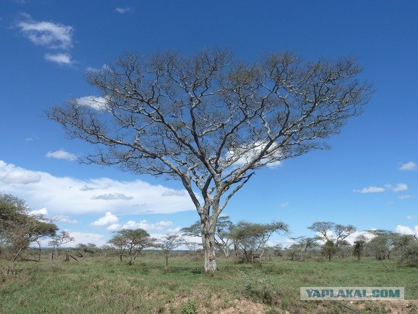 AFRICA - (Эфиопия,Кения,Танзация) 4-16 ноября 2011