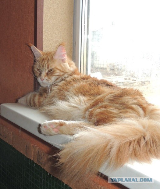 Свекровь подговаривает мужа сделать тест ДНК нашему сыну. Боюсь результата, так как есть грешок