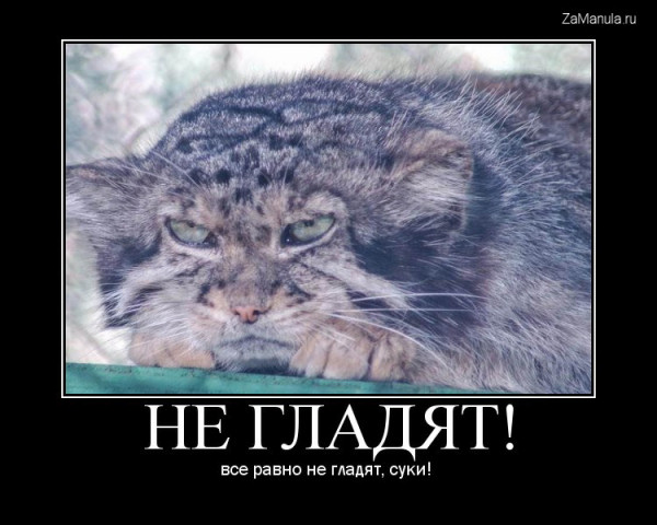 Манул Снежинка