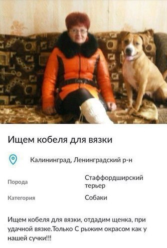 Рыжие-бесстыжие