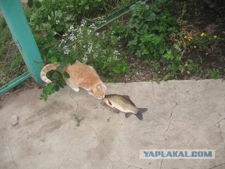 Котейка точит осётра
