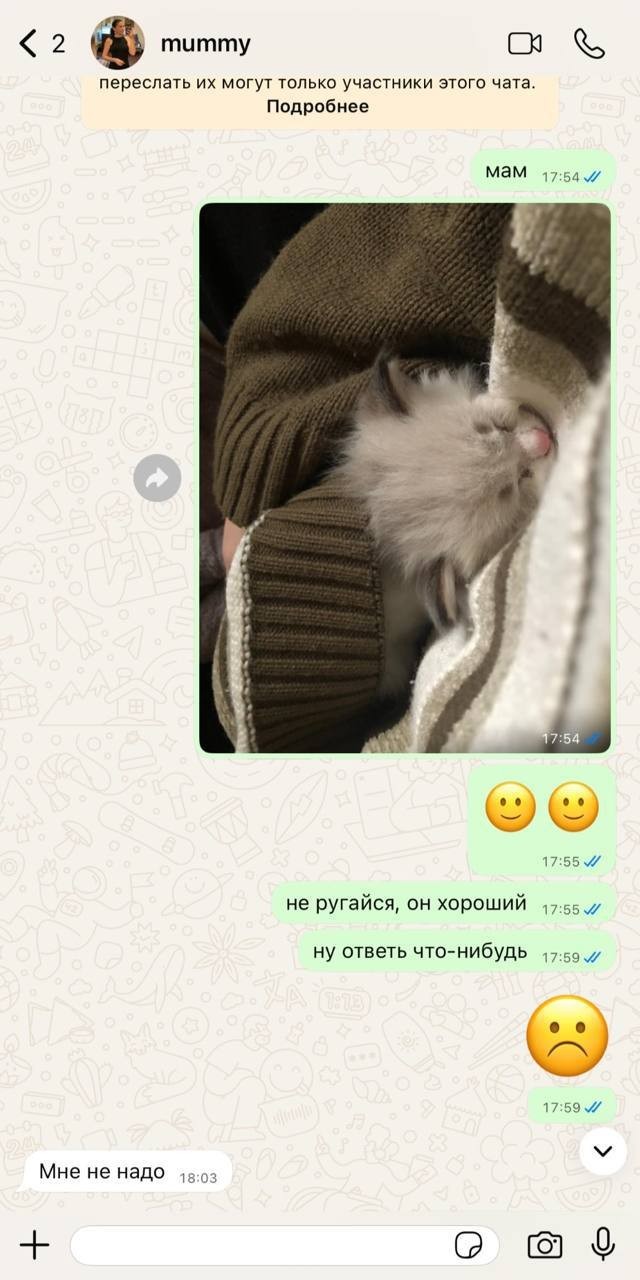 Кошатниками не рождаются — ими становятся
