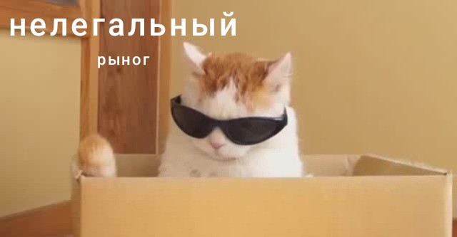 Коты и коробки