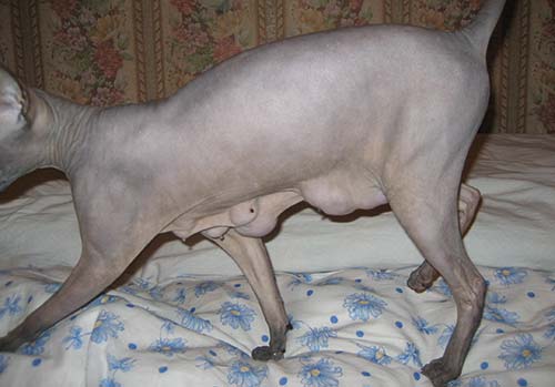 Колокол для "Высоты 258.3"