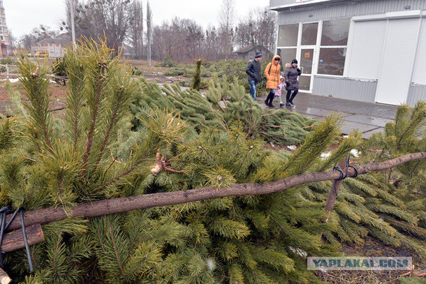 Свалка брошенных елок