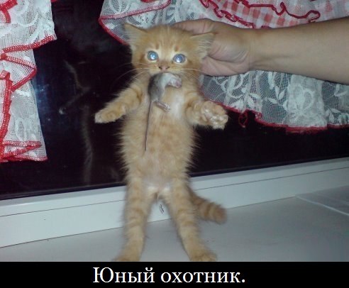 Не про олимпиаду