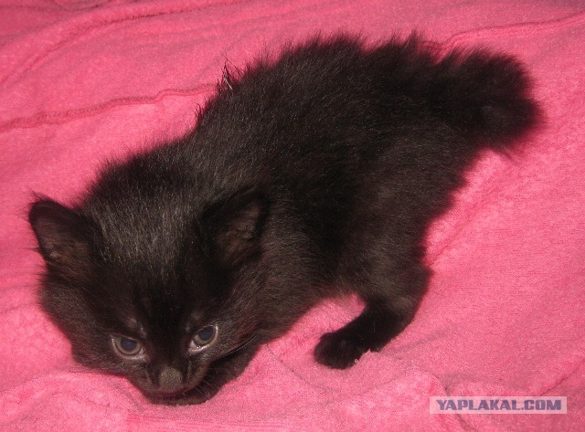 Котовторник 04.03.2014
