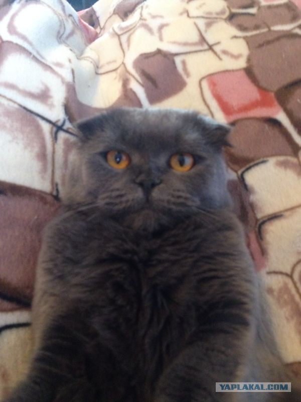 Котовторник 01.04.2014