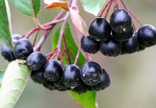 Черный волк