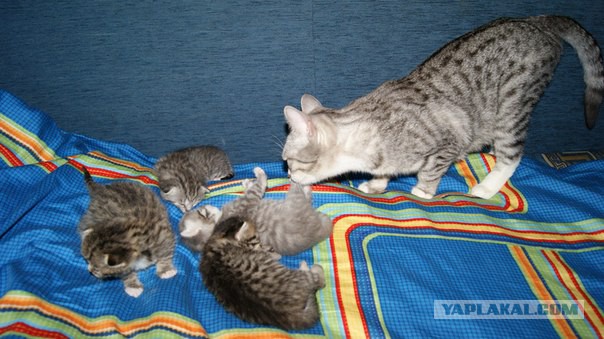 Заехал на мойку - нашел себе милые заботы