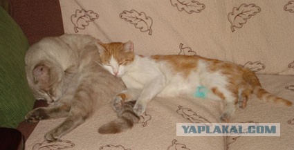 А как спит ваш кот?