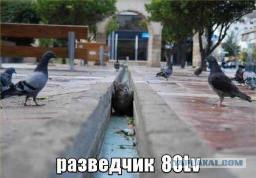 Весёлые картинки
