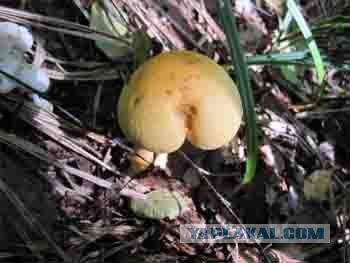 Золотая осень