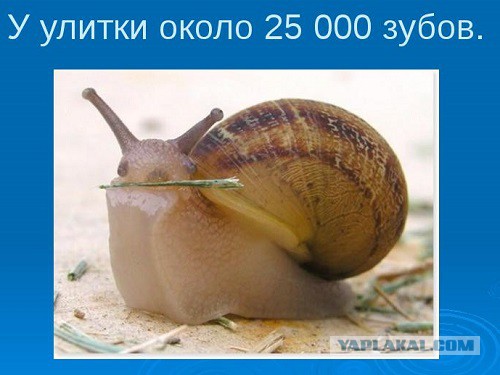 "Побег из Шоушенка"