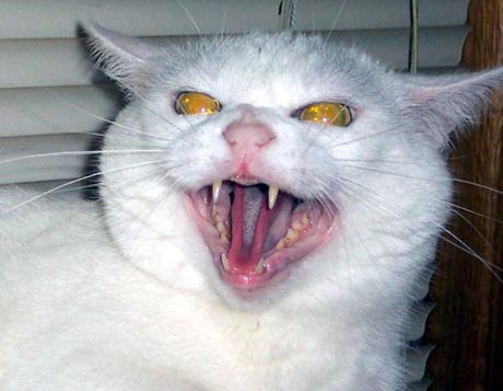 Коты, кошки, котята