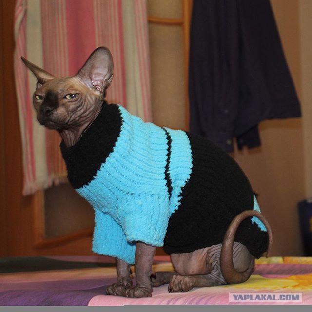 Котовторник 17.11.2015