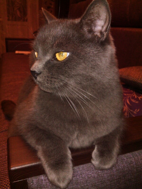 Мелкая красная радость