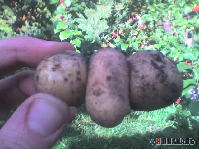 Эта сексуальная природа. РАСТЕНИЯ, ПЕЙЗАЖИ