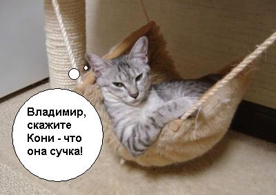 Коты, кошки, котята