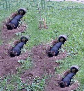 Фотожаба: да здесь где-то недалеко!