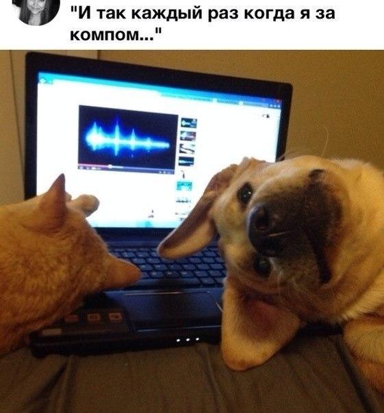 Мохнатые беспредельщики