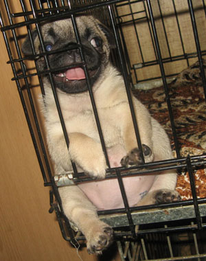 Мопсы - забавная порода собак!