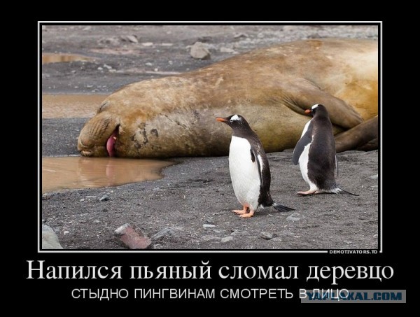 Смешные комментарии 21.08.2016