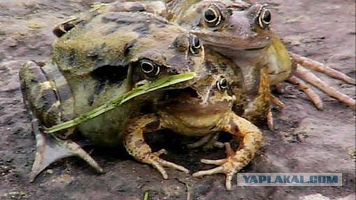 Групповушка