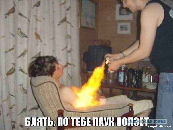 Смертоносные домашние животные дамы из Австралии