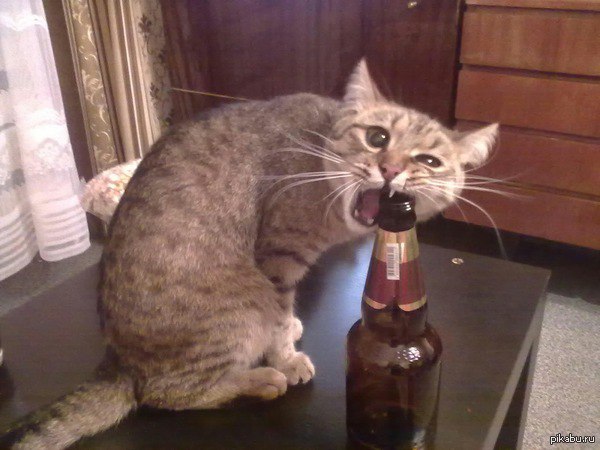 Коты из сети