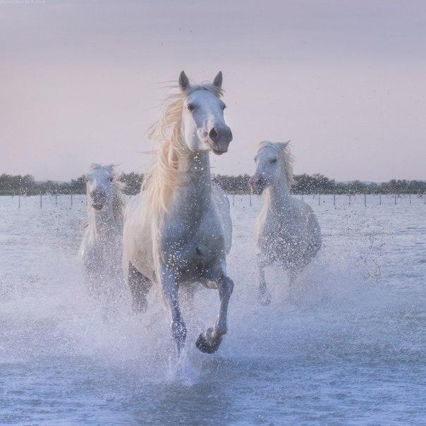 Самые смешные животные