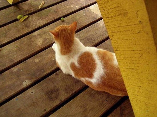 Коты и Кошки