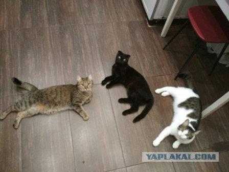 Котовторник  10.10.2017