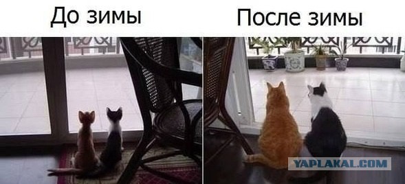 Из котёнка во взрослого кота