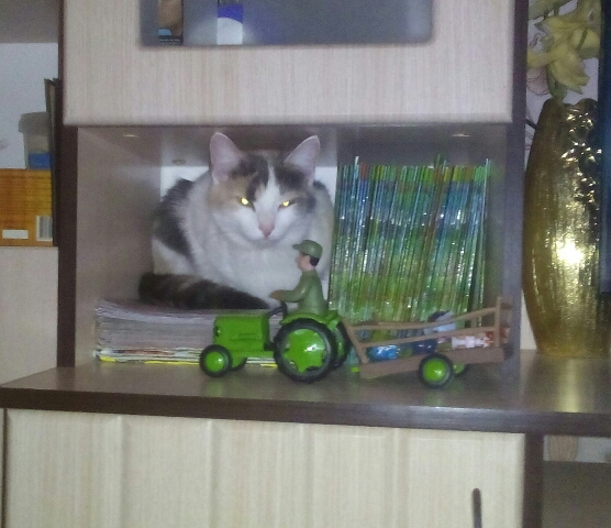 Котовторник  23.01.2018