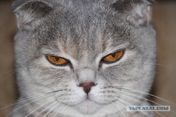 Бааарсик... хороший кот..