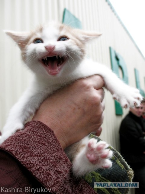 Котовторник на вторник, Котовторник