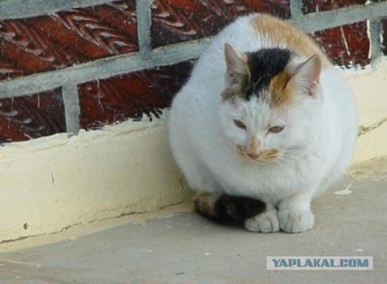 А как же котовторник?