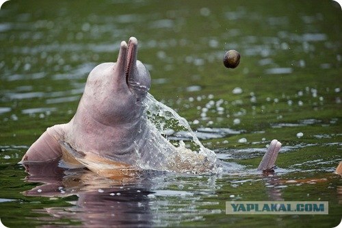 Дельфины реки Амазонка