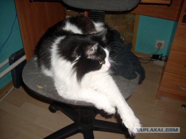 Котовторник в интересном ракурсе...