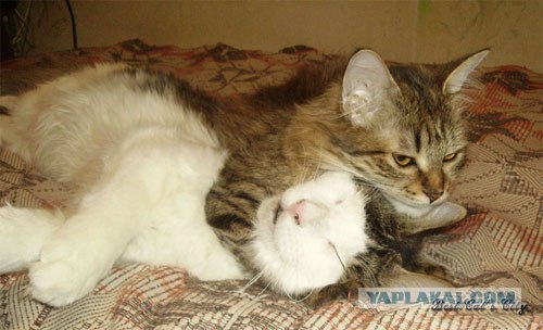 Самый длинный кот
