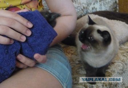А вот и мы: котятовторник!