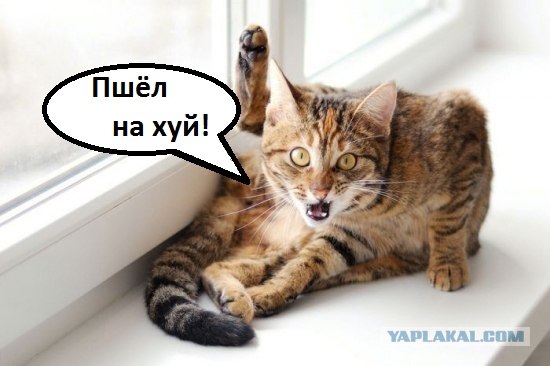 Котовторник. А как же?!