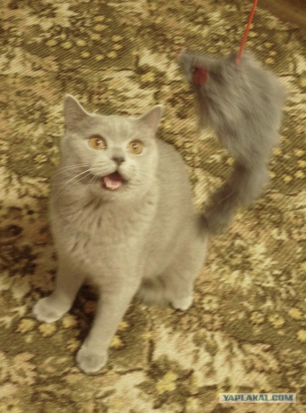 Котейкин вторник! Космический 12.04!